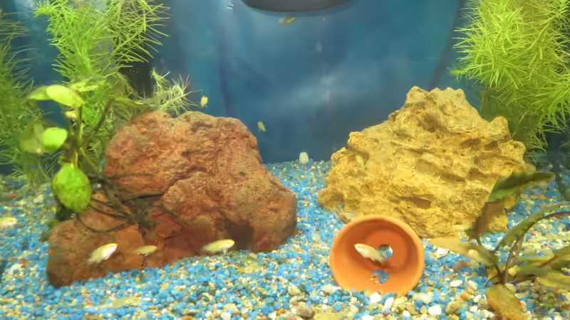 Yellow Nachwuchs 16 Tage alt von Kaspian (27)