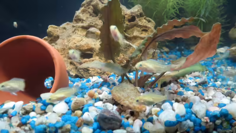 Yellow Nachwuchs 16 Tage alt von Kaspian (28)