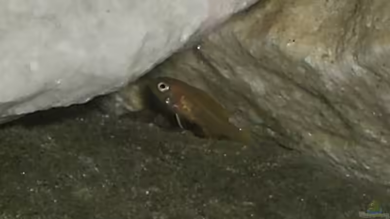 Yellow-Nachwuchs? beim Ausflug von Ingo Pöck (12)