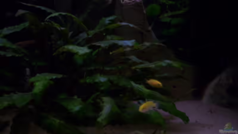 yellow Nachwuchs von Niko P. (30)