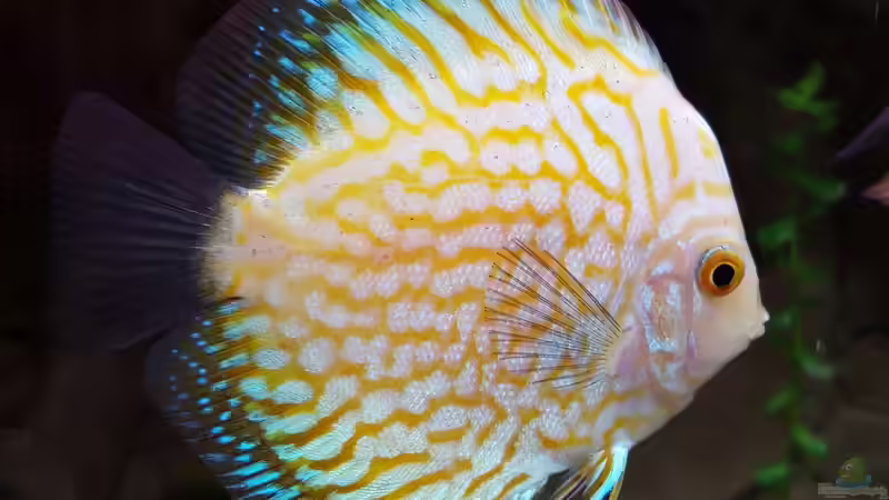 Yellow Pigeon von Günter+Karin (9)