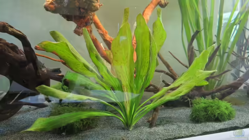 Yellow Sun 19.06.16 von Skalarjoe (10)