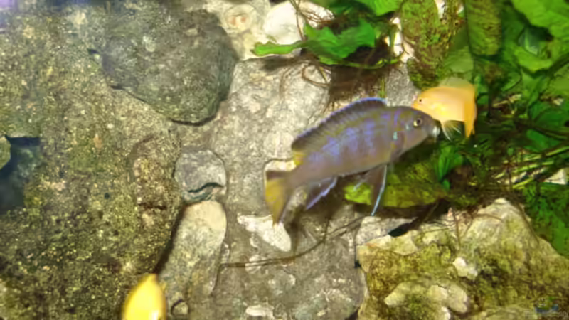 Yellow Tail Wewibchen von Lukas Szewczyk (33)