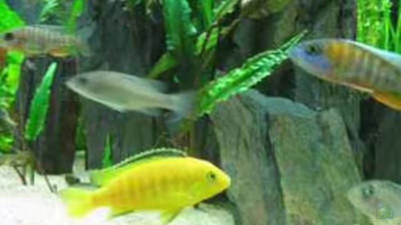 YELLOW UND AULONACARA JACOBFREIBERGI von Vera Herrlich (16)