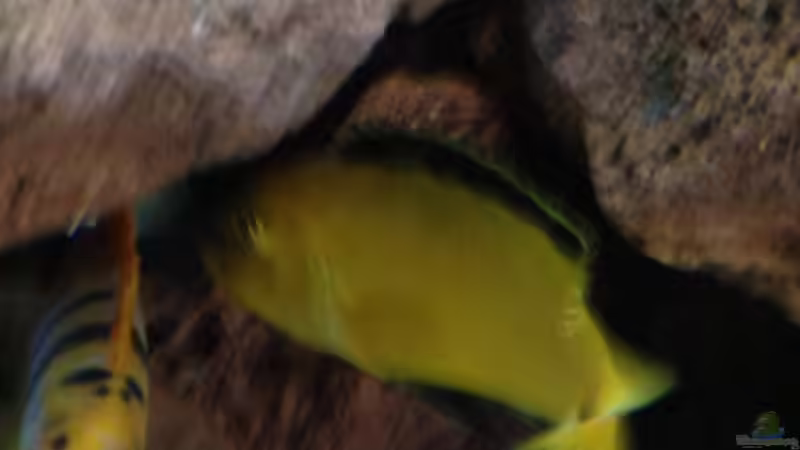 Yellow und Hongi von Alexander Mayer (26)