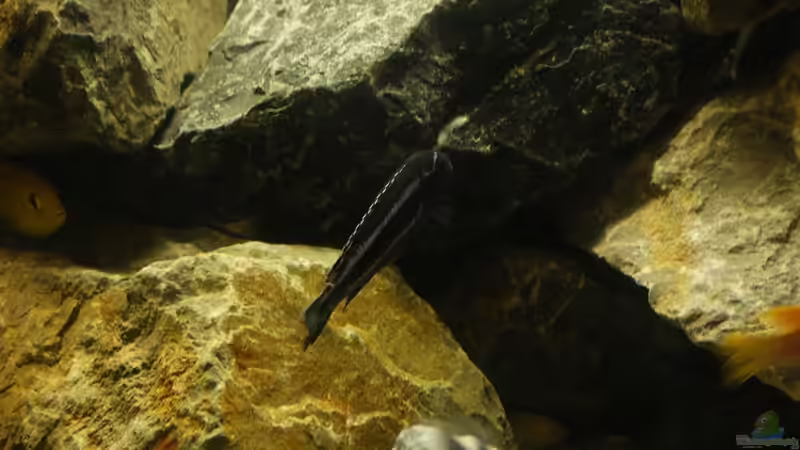 Yellow und Maingano von Poybuna (20)