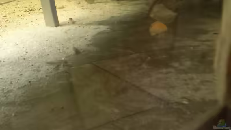 Yellow und scheibensalmler  von Daniel Mayer (15)