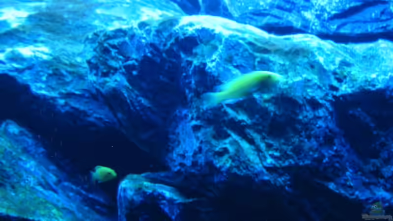 Yellow Verfolgung 08.12.2008 von THORS10 (19)