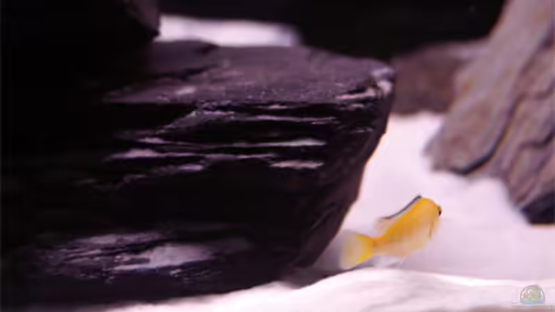 Yellow von Andre Lorenz (11)