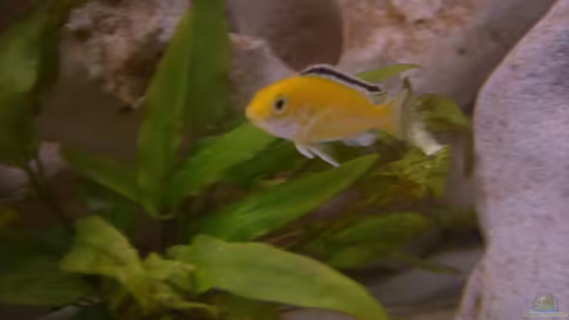 yellow von breakfastklubber (25)