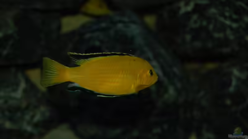 Yellow von Calimero (15)