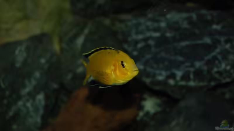 Yellow von Calimero (17)