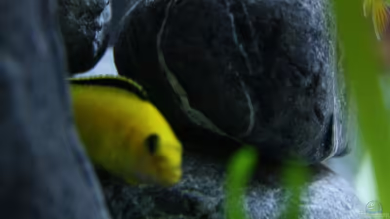 Yellow von Chriiise (10)