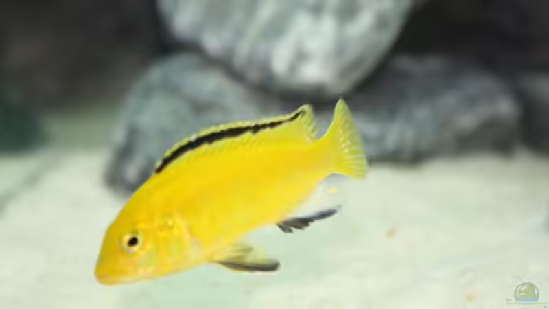 yellow von Chriiise (5)