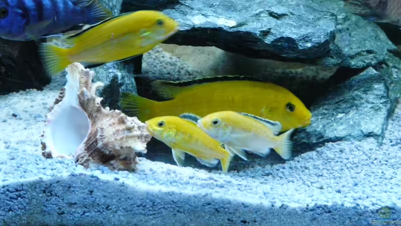 Yellow von Chrisly (19)