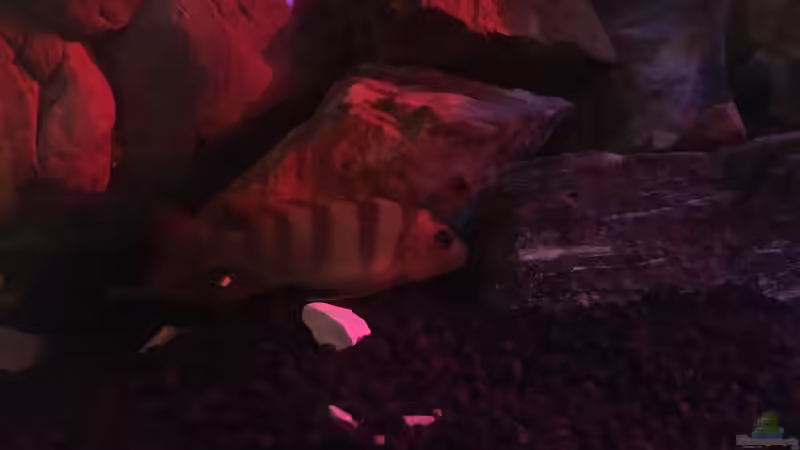 Yellow? von Daniel H. (32)