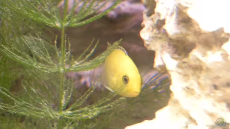 Yellow von Harry Penner (25)