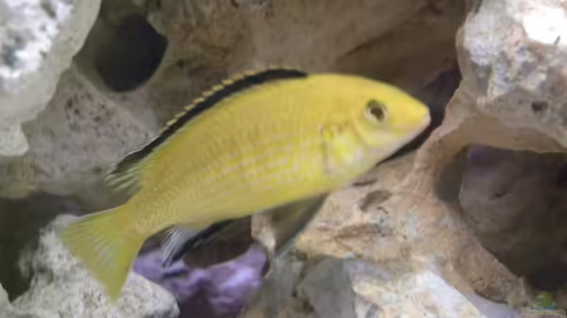 Yellow von Harry Penner (27)