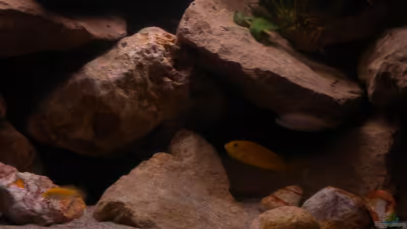 Yellow von Herki (16)