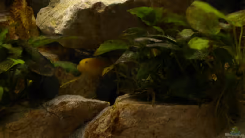 Yellow von Herki (27)