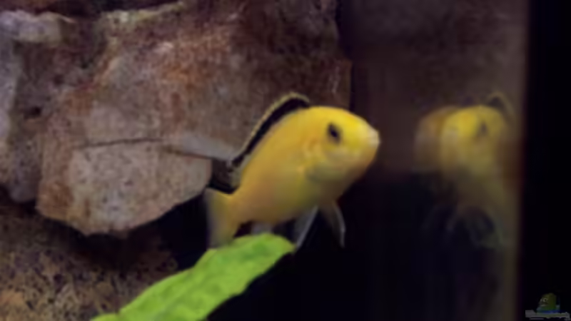 Yellow von Jürgen Jakobi (6)