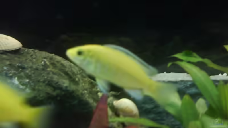 Yellow von Michael Weyerts (8)