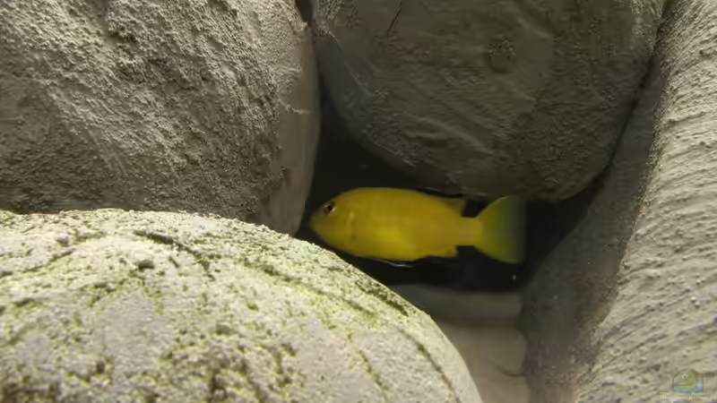 Yellow von Paul8 (15)