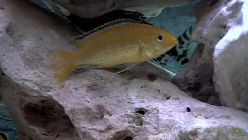 yellow von Peter Hackenberg (2)