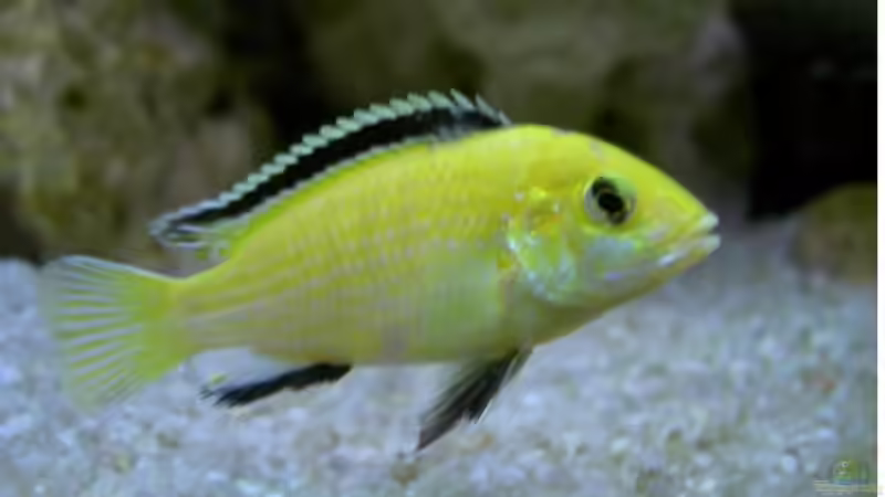 Yellow von Richard Lischka (12)