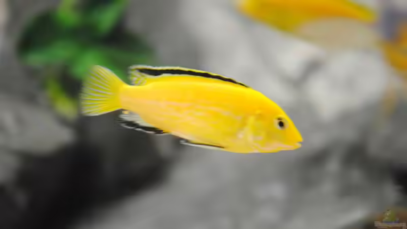 Yellow von rOCkStaR (17)