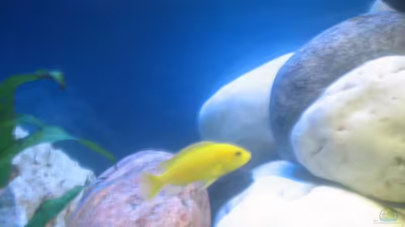 Yellow von SideShowBob (7)