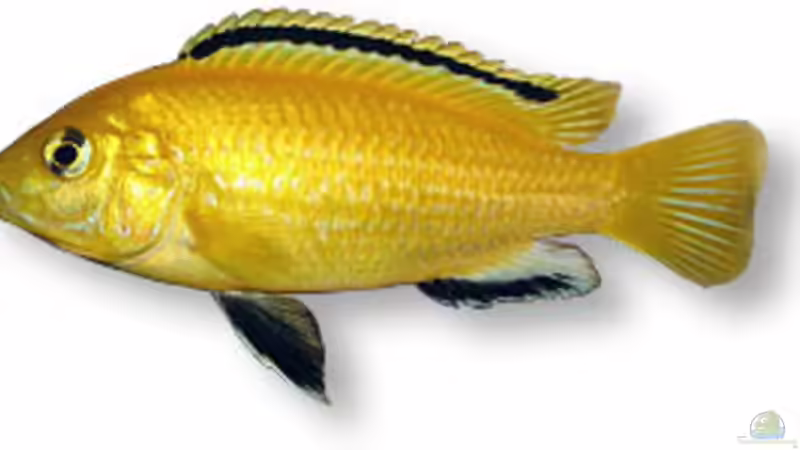 Yellow von Stephan Krammer (7)