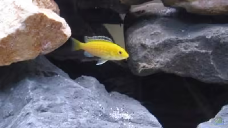 Yellow von Udo´s - Malawi Raumteiler (8)