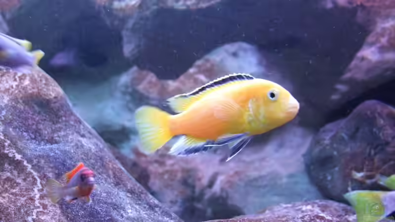 Yellow von wadde (44)