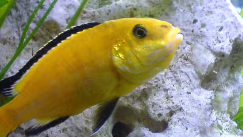 Yellow W von Dennis Mair (17)