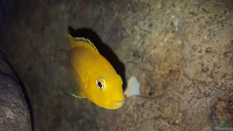 Yellow weibchen  von Mel (64)