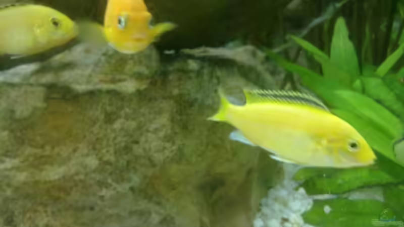 Yellow Weibchen Bild 2 (Saulosi Weibchen im Hintergrund) von GeneratorG (8)