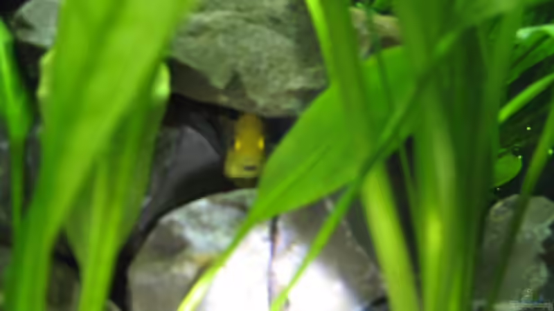 Yellow Weibchen mit Jungen im Maul von Zonk (7)