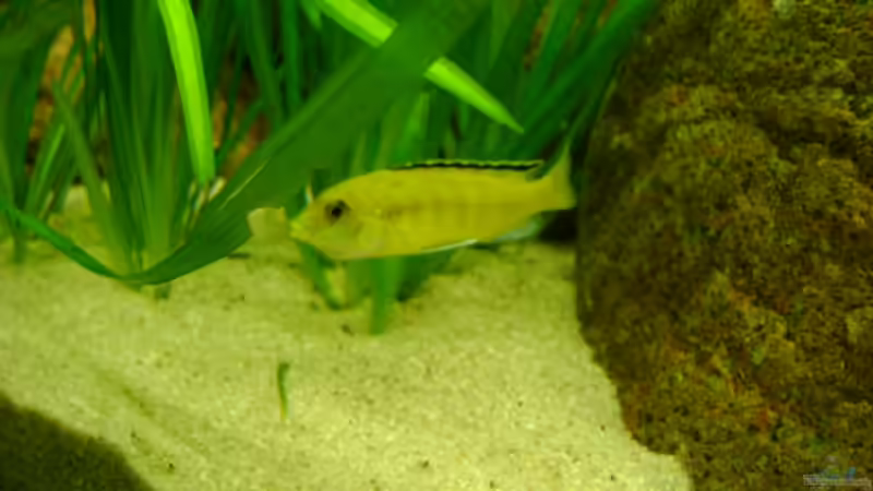 Yellow Weibchen mit vollem Maul von Markus Bovermann (19)