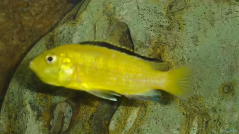 Yellow Weibchen von Christian Grundler (11)