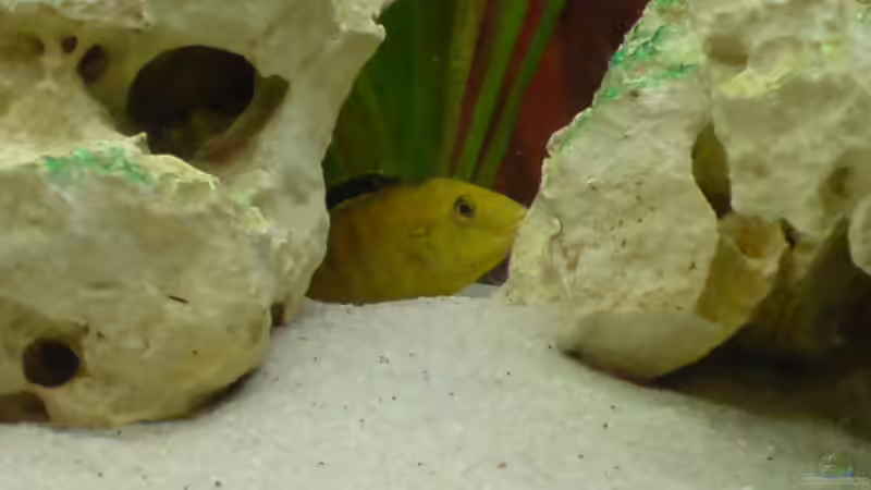 Yellow weibchen von Hannes (9)