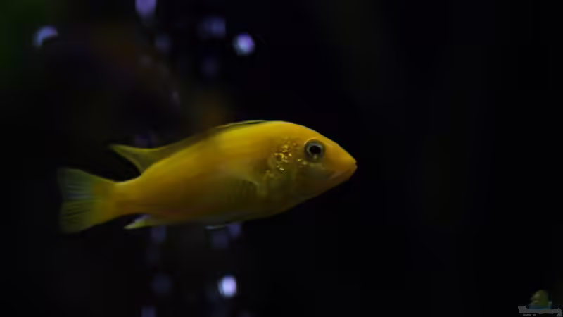 Yellow weibchen von maggo 28 (40)