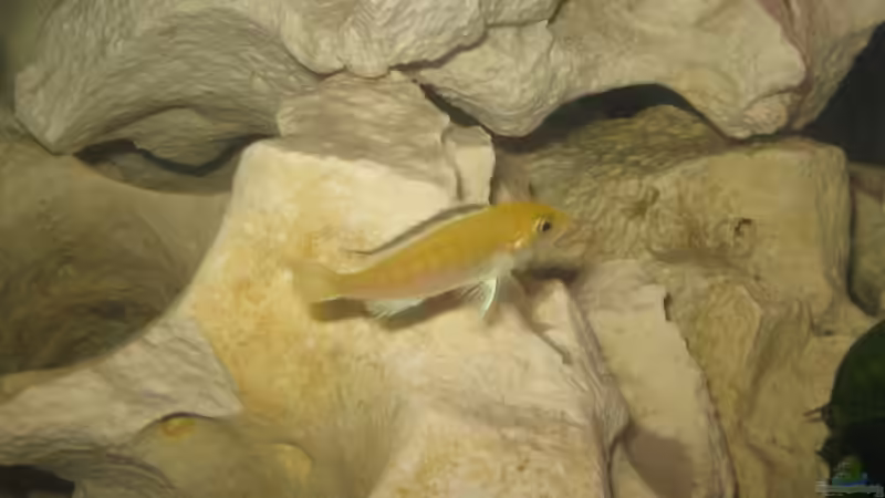 Yellow weibchen von Mathias Schlett (24)