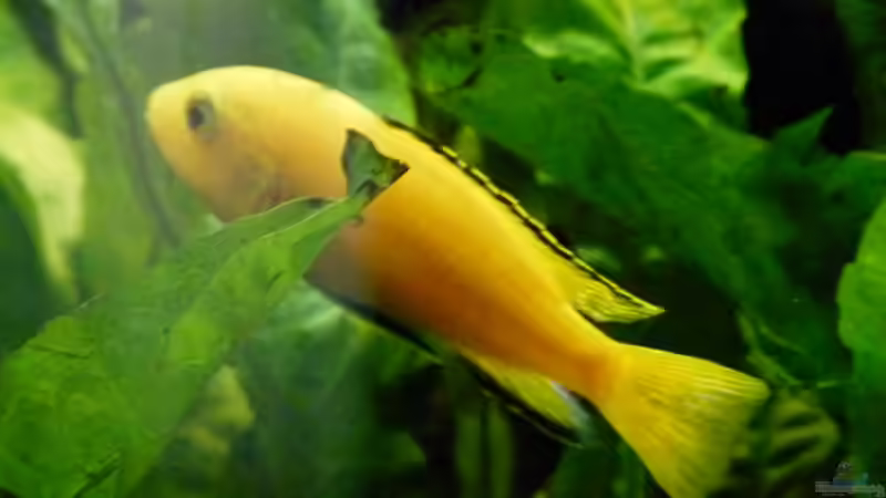 Yellowbock: Der ´stellvertretene´ Chef von Malawilike (15)