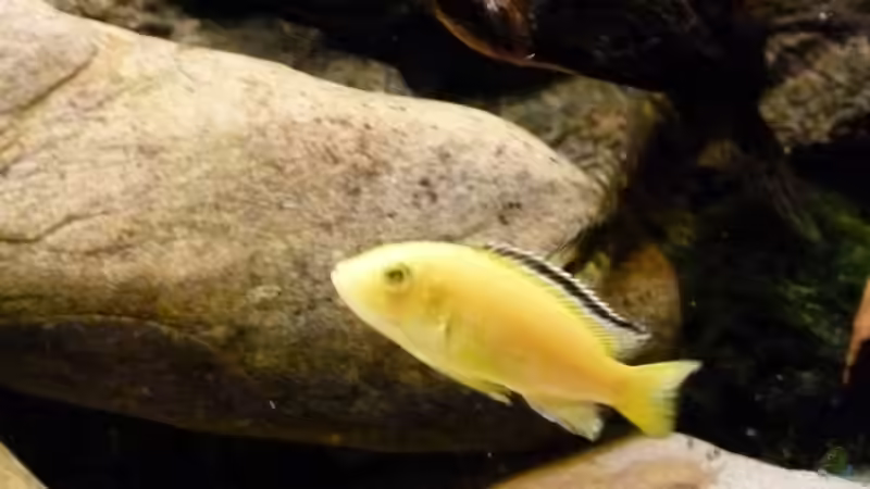 Yellowdame von Malawilike (11)