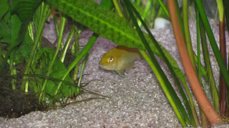 Yellowmädel von Schielefix (21)