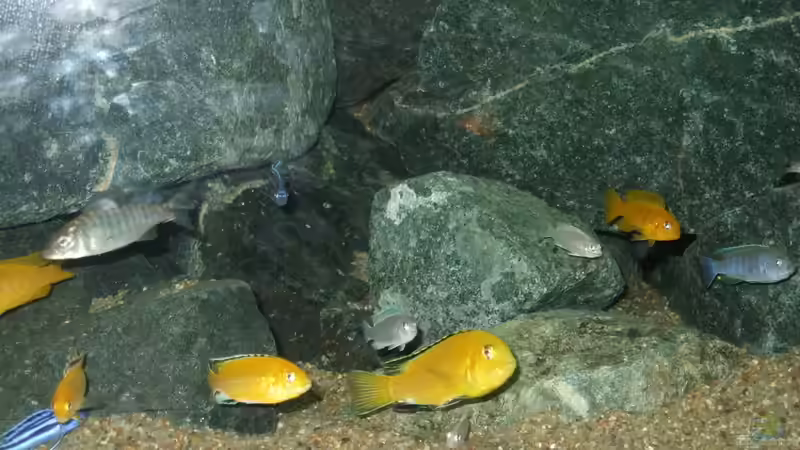 Yellows, der Klassiker von Crenii (49)