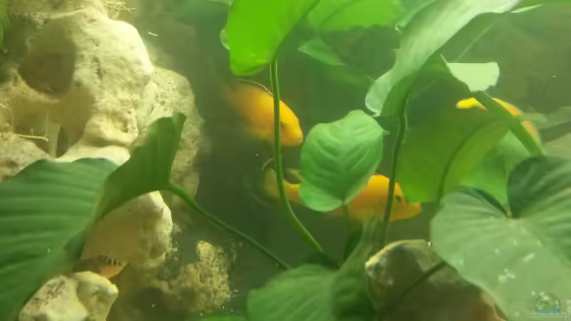 Yellows 02.12.2012 von Volker (15)