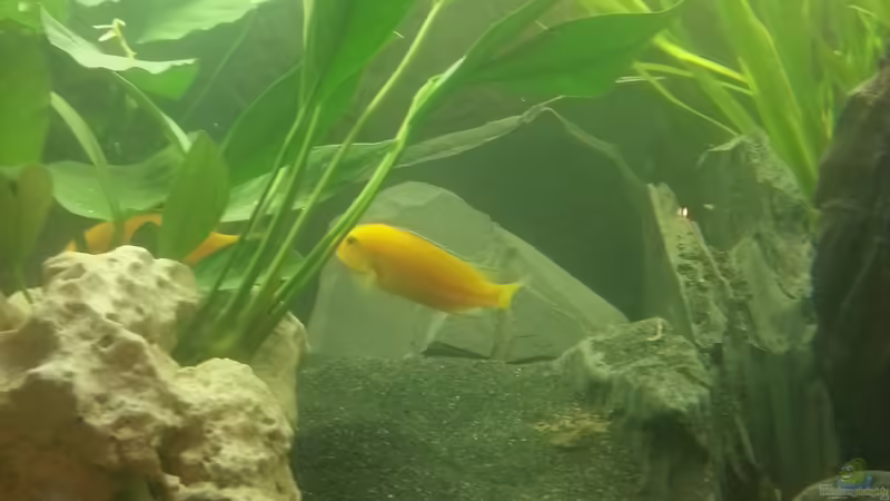 Yellows 02.12.2012 von Volker (22)