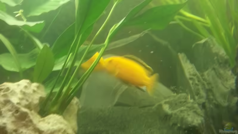 Yellows 02.12.2012 von Volker (27)